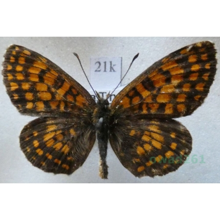 Melitaea athalia scardona Fruhstorfer, 1910 male Przeplatka atalia Slovenia21k